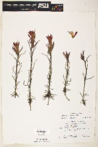 Castilleja integra image