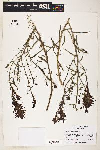 Castilleja linariifolia image