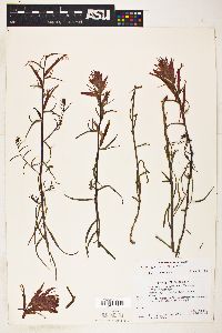 Castilleja linariifolia image