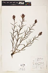 Castilleja linariifolia image