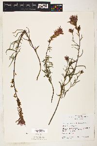 Castilleja linariifolia image