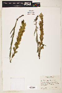 Castilleja lutescens image