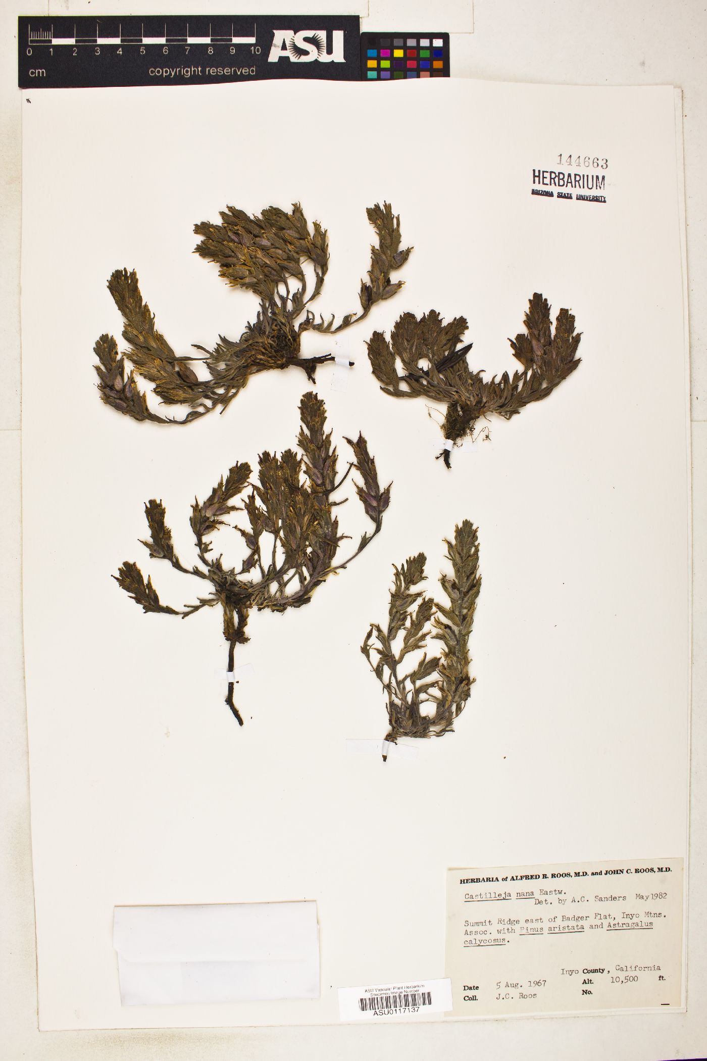 Castilleja nana image