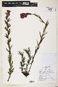 Castilleja parviflora image