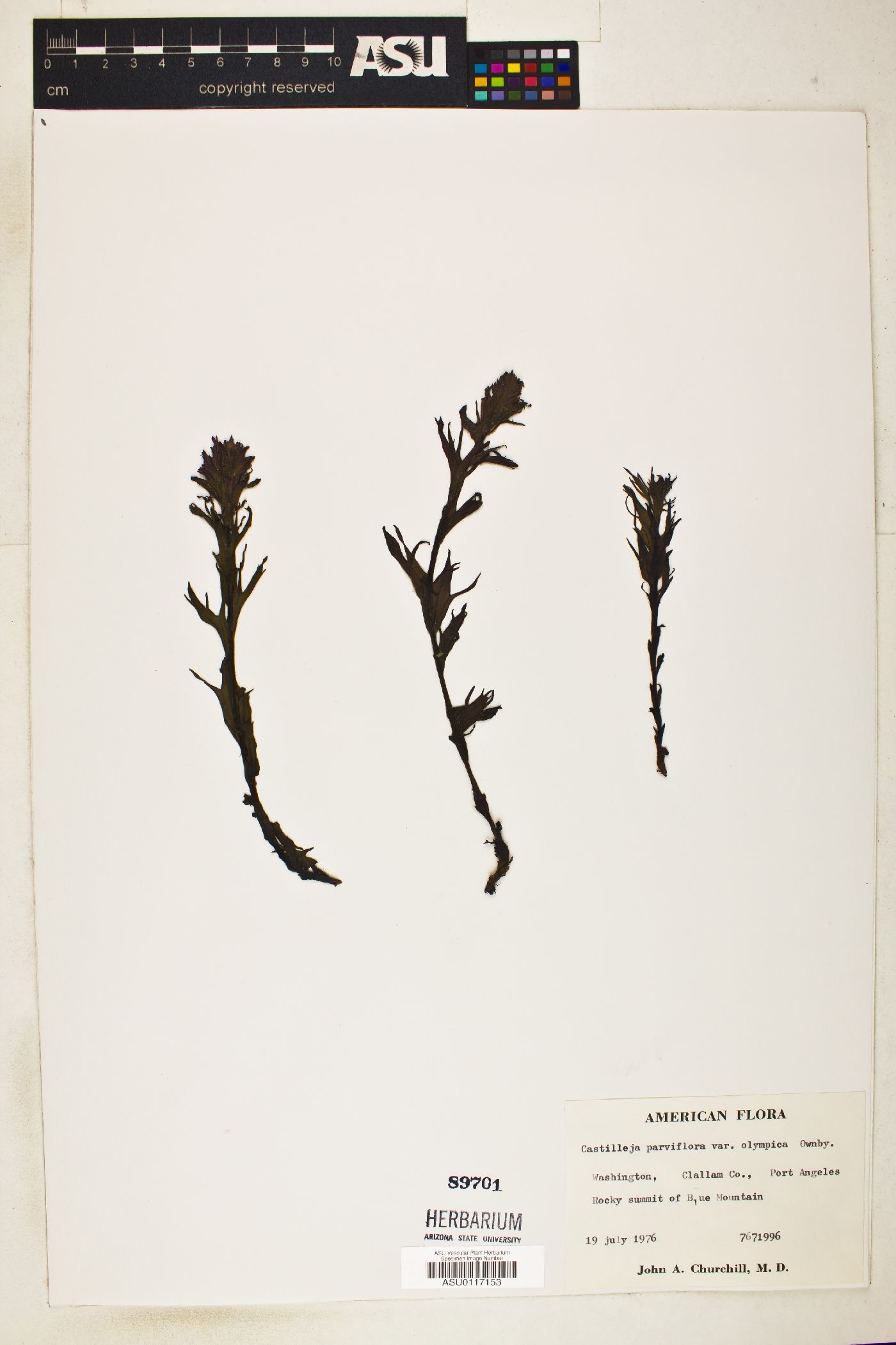 Castilleja parviflora var. olympica image