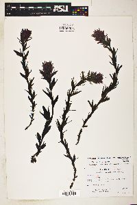 Castilleja parviflora image