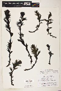 Castilleja parviflora image