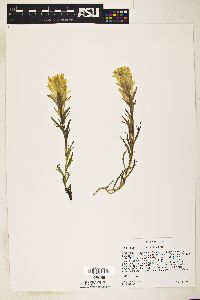 Castilleja pulchella image