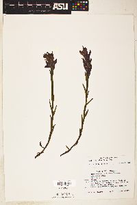 Castilleja rhexiifolia image