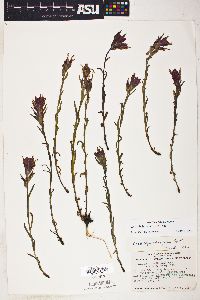 Castilleja rhexiifolia image