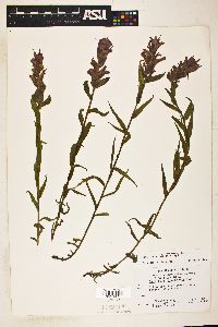 Castilleja rhexiifolia image