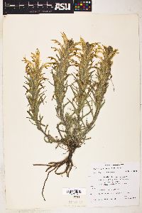 Castilleja sessiliflora image