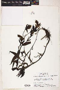 Castilleja unalaschcensis image