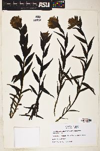 Castilleja unalaschcensis image