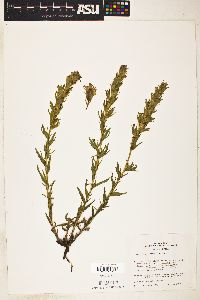 Image of Castilleja viscidula