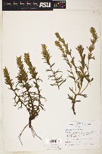 Castilleja viscidula image