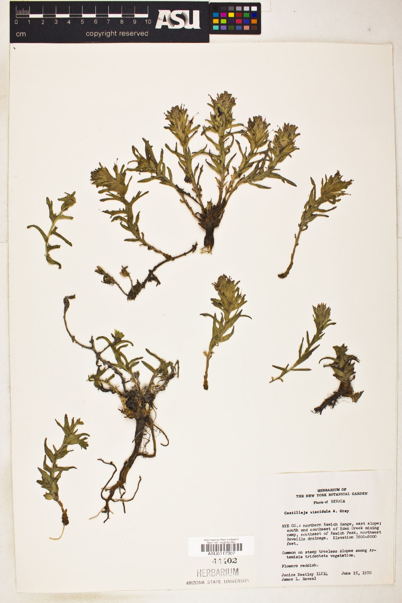 Castilleja viscidula image