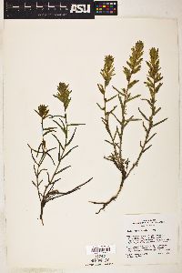 Castilleja viscidula image