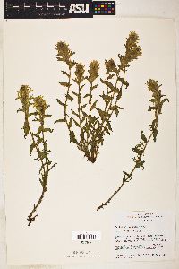 Castilleja viscidula image