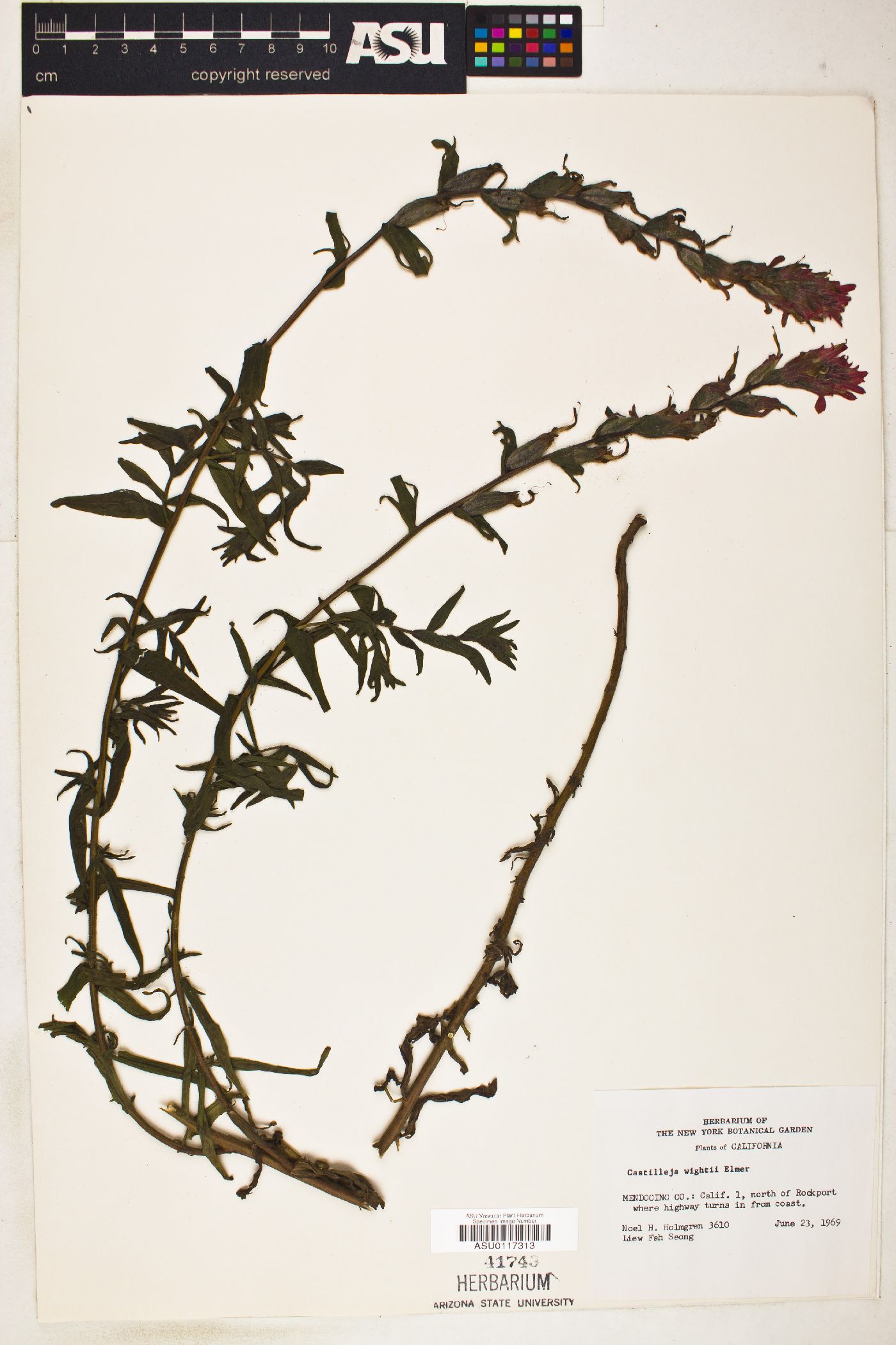Castilleja affinis var. affinis image