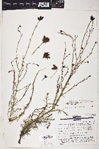Cordylanthus eremicus subsp. eremicus image