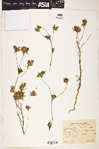 Image of Cordylanthus ferrisianus