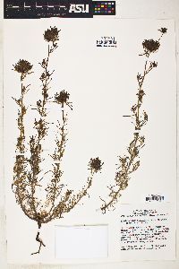 Image of Cordylanthus filifolius