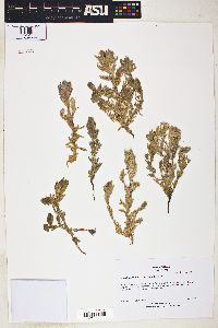 Cordylanthus hispidus image