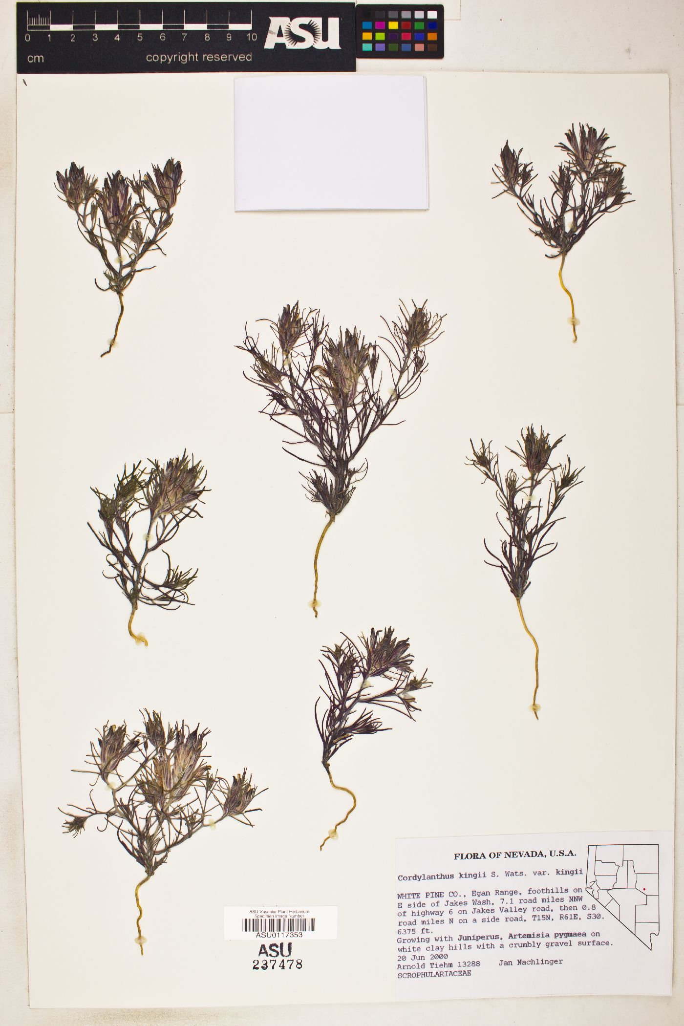 Cordylanthus kingii var. kingii image