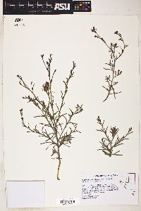 Cordylanthus kingii image