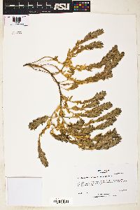 Image of Cordylanthus palmatus