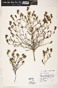 Cordylanthus ramosus image