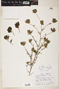 Cordylanthus rigidus subsp. rigidus image