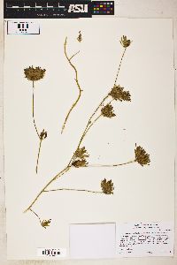 Cordylanthus rigidus subsp. setigerus image
