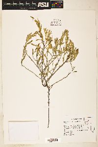 Image of Cordylanthus tecopensis