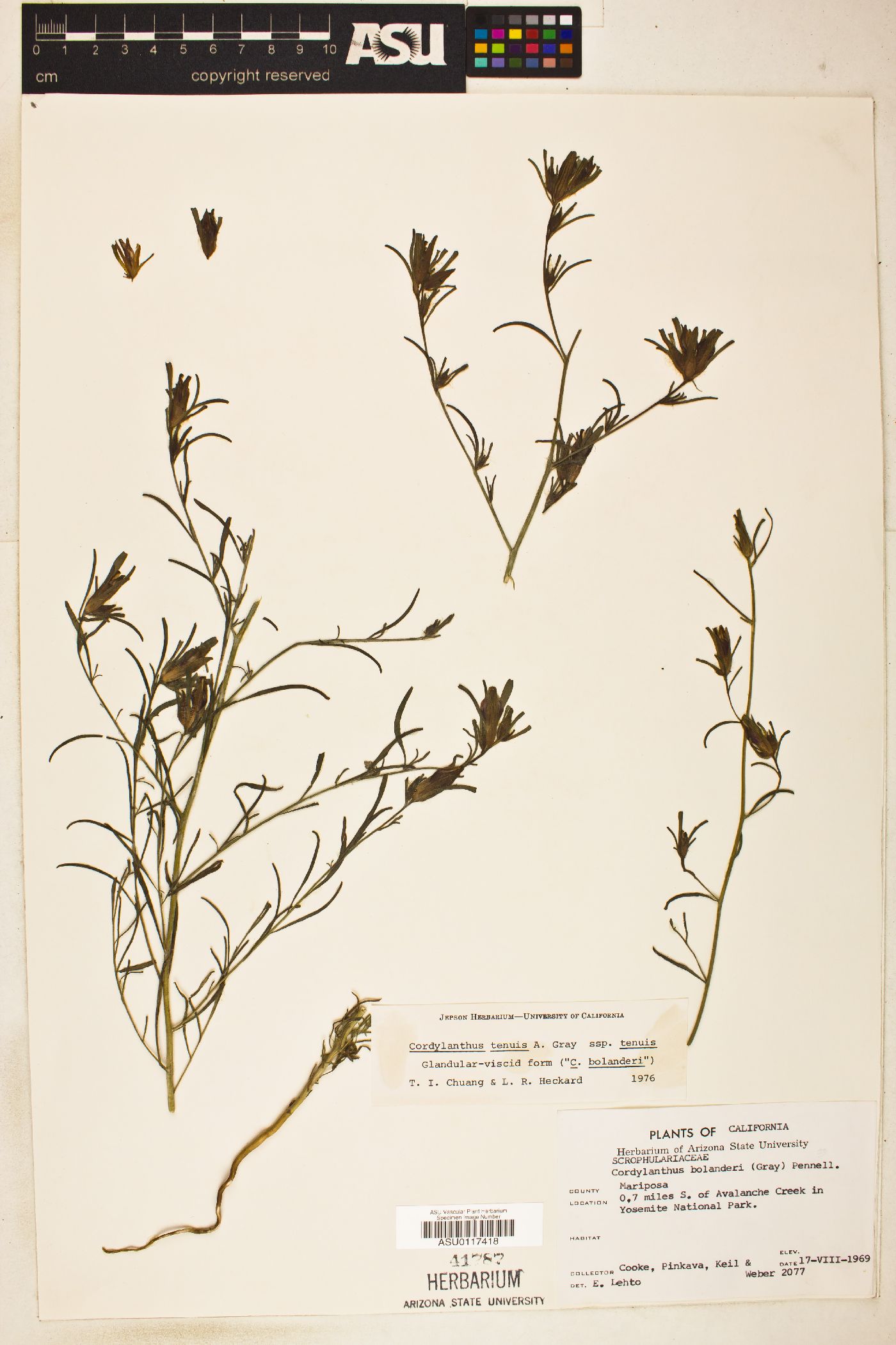 Cordylanthus tenuis subsp. tenuis image