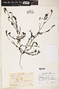 Image of Cordylanthus viscidus