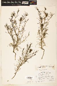 Cordylanthus wrightii subsp. wrightii image