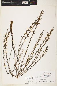 Epifagus virginiana image