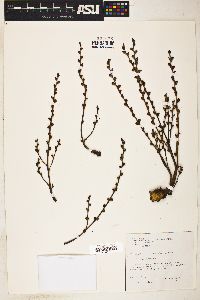 Epifagus virginiana image