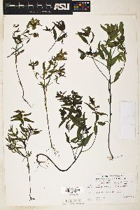 Melampyrum lineare image