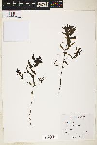 Melampyrum lineare image