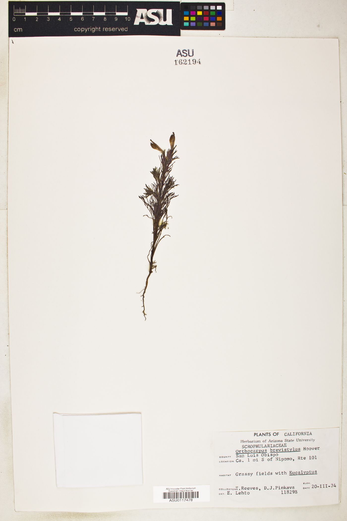 Orthocarpus brevistylus image