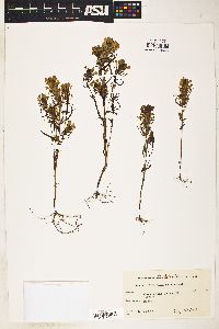 Image of Orthocarpus campestris