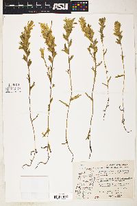 Image of Orthocarpus castillejoides