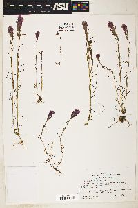 Orthocarpus densiflorus image