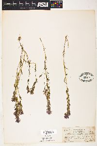 Orthocarpus densiflorus var. gracilis image