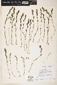 Orthocarpus hispidus image
