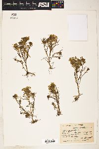 Orthocarpus hispidus image