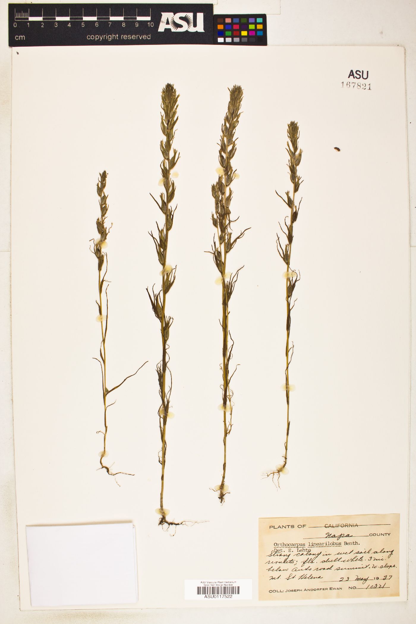 Orthocarpus lineariilobus image